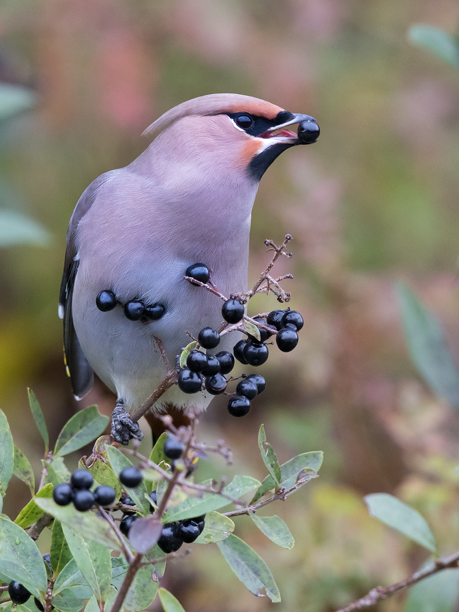 Canon EF 500mm F4L IS II USM sample photo. Bohemian waxwing photography