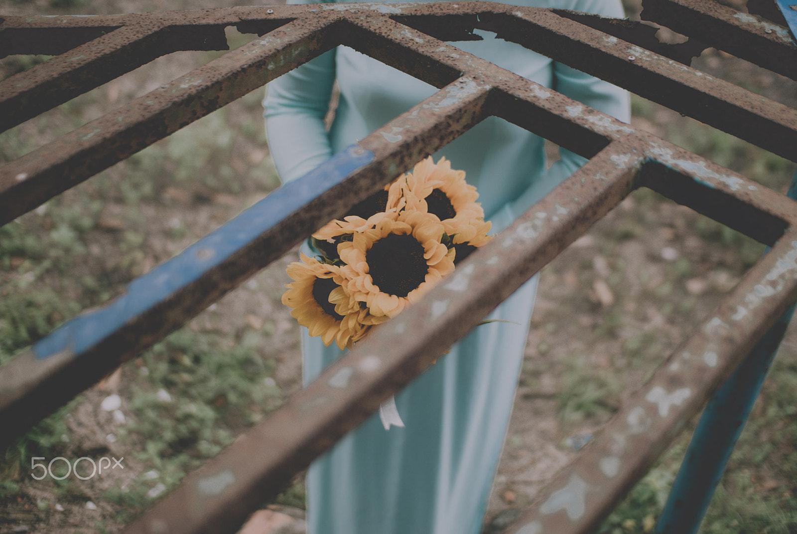 Nikon D80 sample photo. Sunflower photography