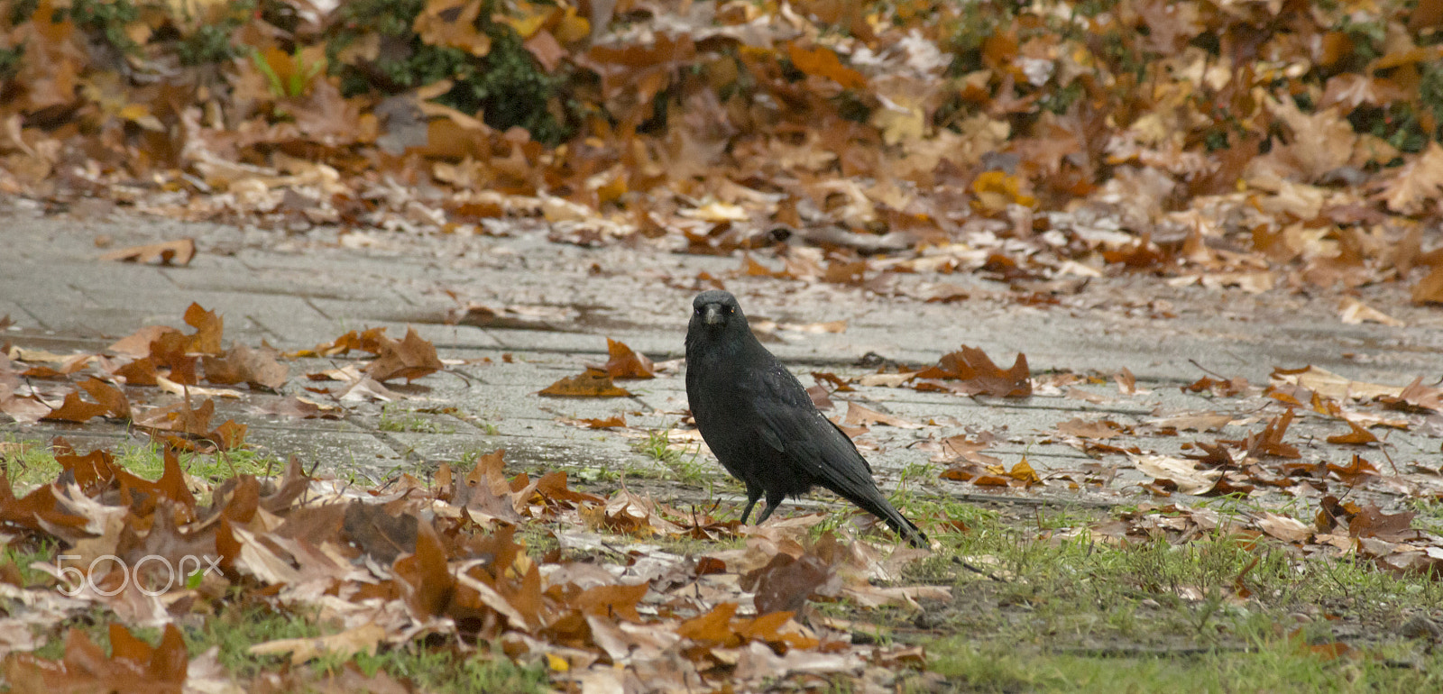 Canon EF-S 55-250mm F4-5.6 IS sample photo. Cool rook photography