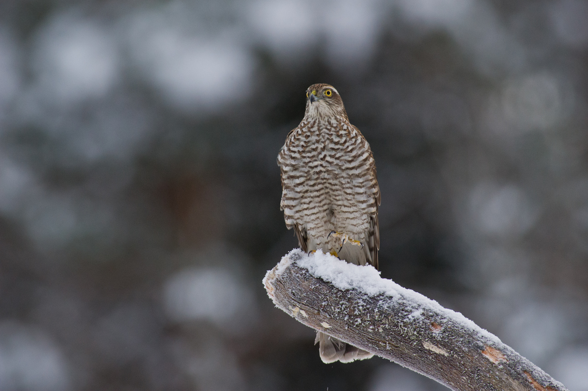 Nikon D3S + AF-S Nikkor 300mm f/2.8D IF-ED II sample photo. Ohh, it is cold out here :) photography