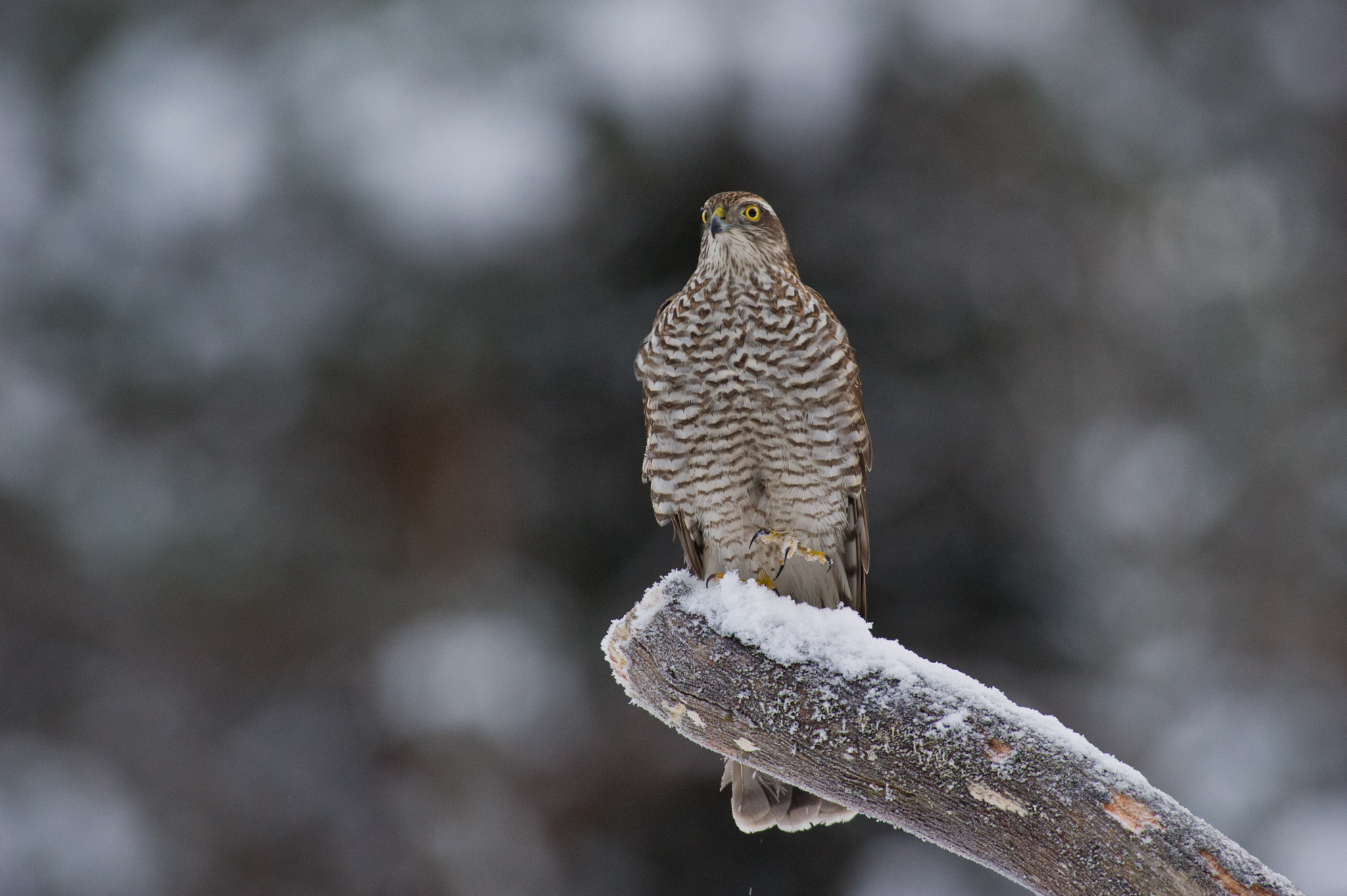 AF-S Nikkor 300mm f/2.8D IF-ED II sample photo. Ohh, it is cold out here :) photography