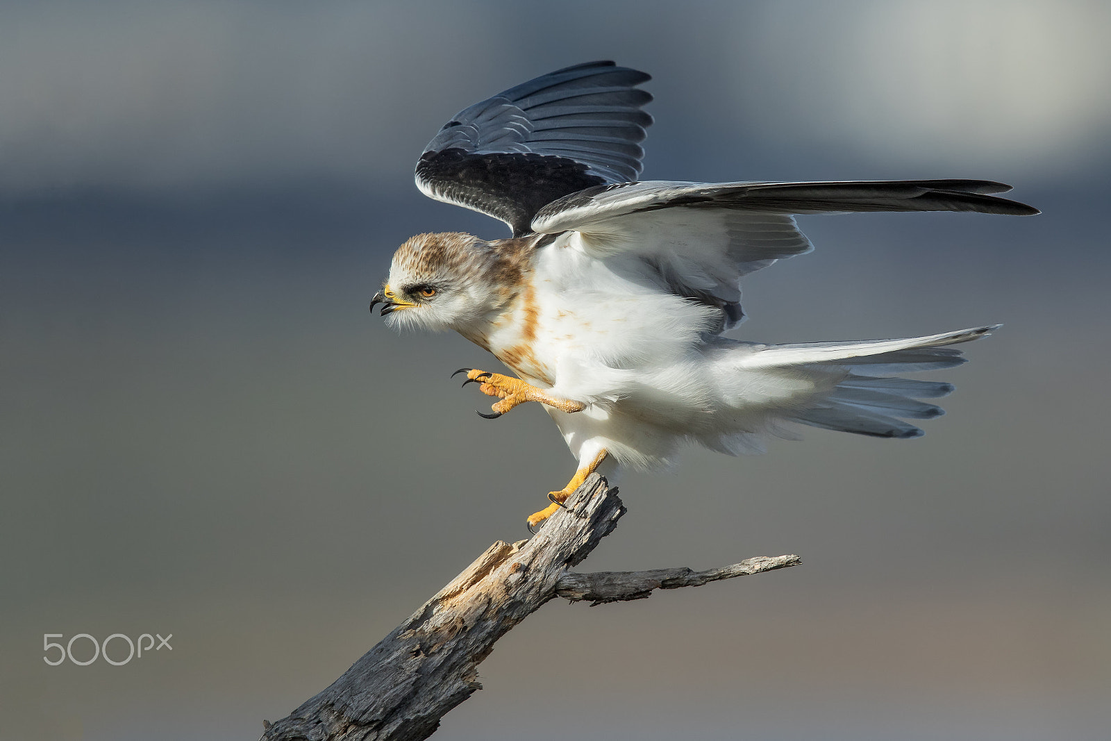 Canon EF 600mm F4L IS II USM sample photo. Balancing act photography
