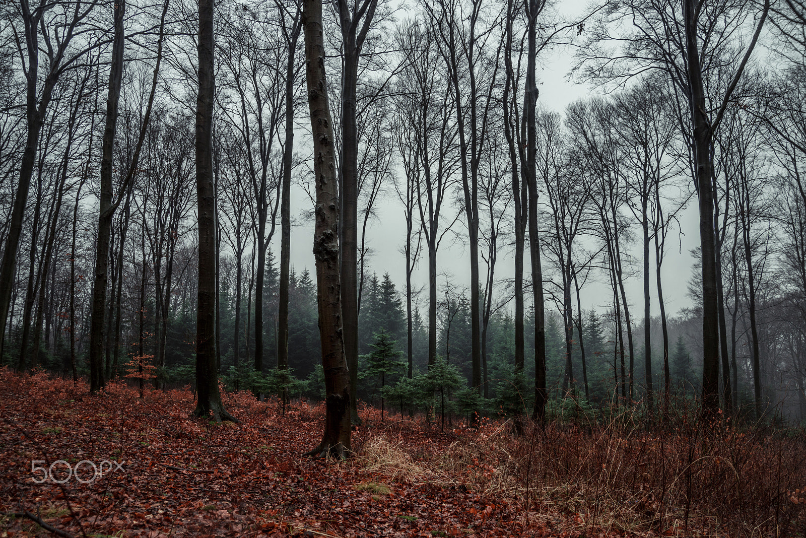 Nikon D800 sample photo. Into the wild photography