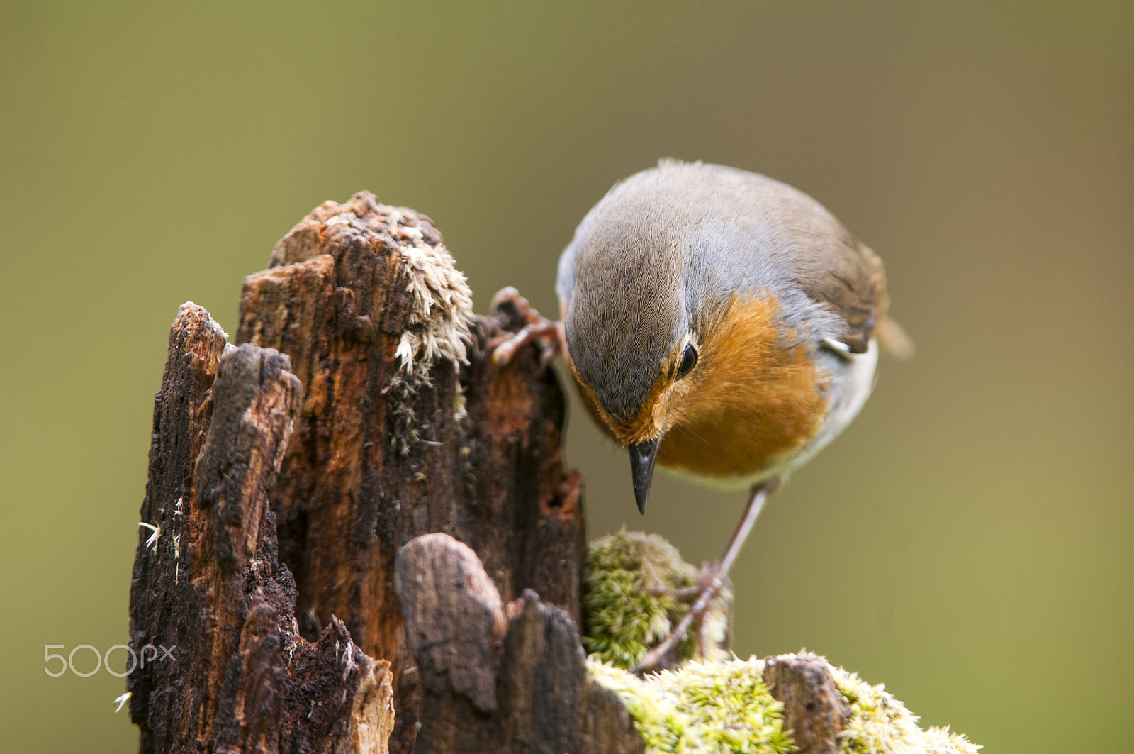 Nikon AF-S Nikkor 200-400mm F4G ED-IF VR sample photo. Erithacus rubecula photography