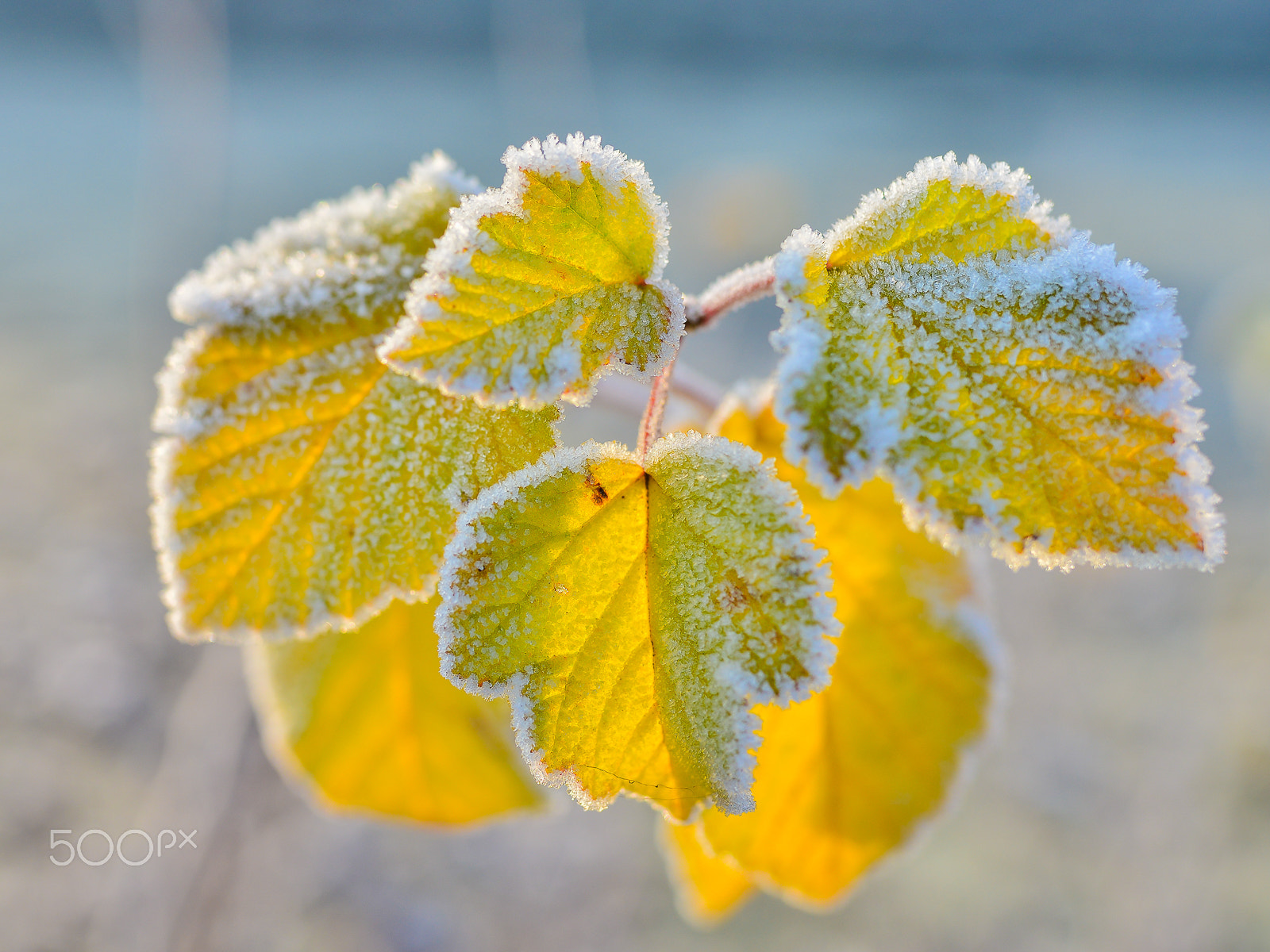 Nikon D800E + Sigma 35mm F1.4 DG HSM Art sample photo. Frozen autumn leaves photography