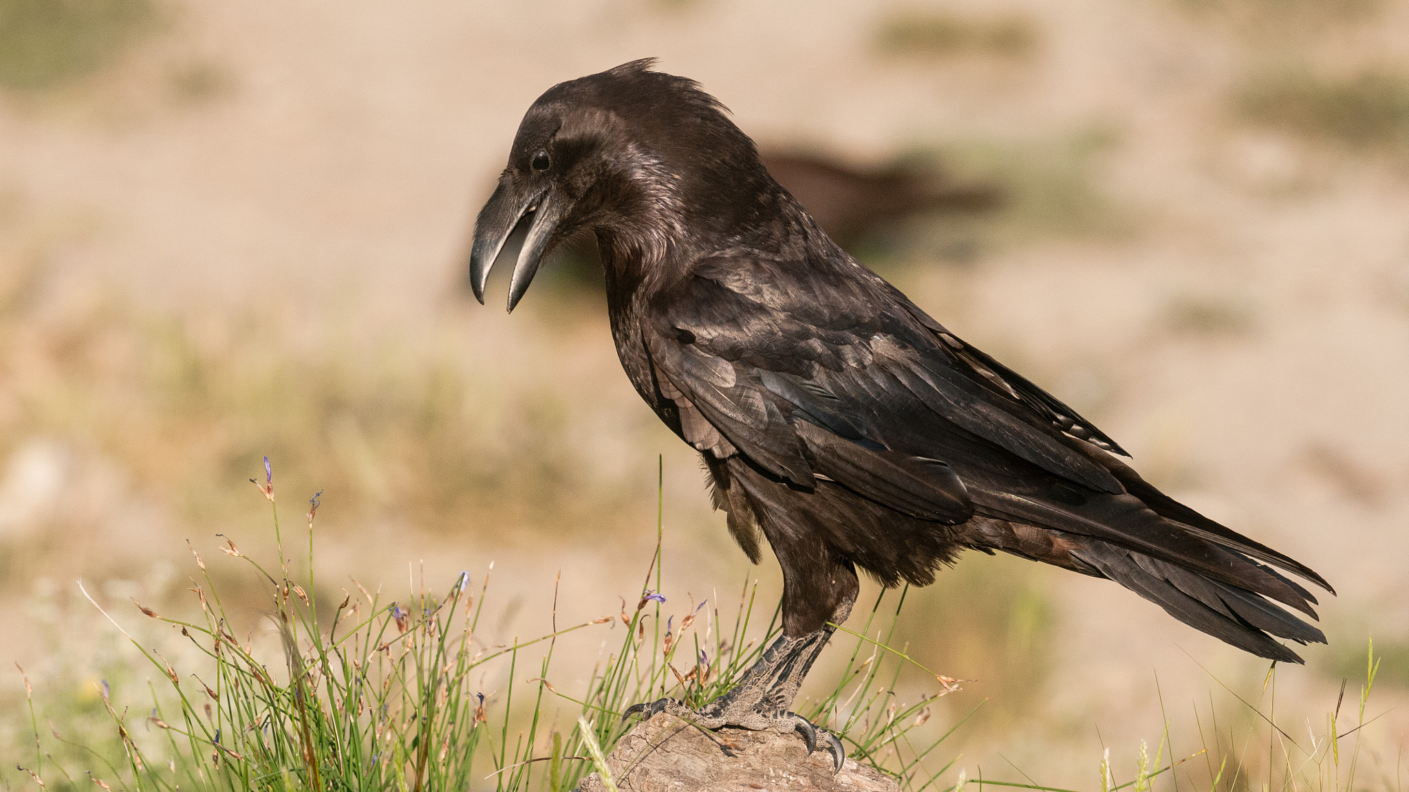 Nikon D300 + Nikon AF-S Nikkor 300mm F2.8G ED-IF VR sample photo. Northern raven. photography