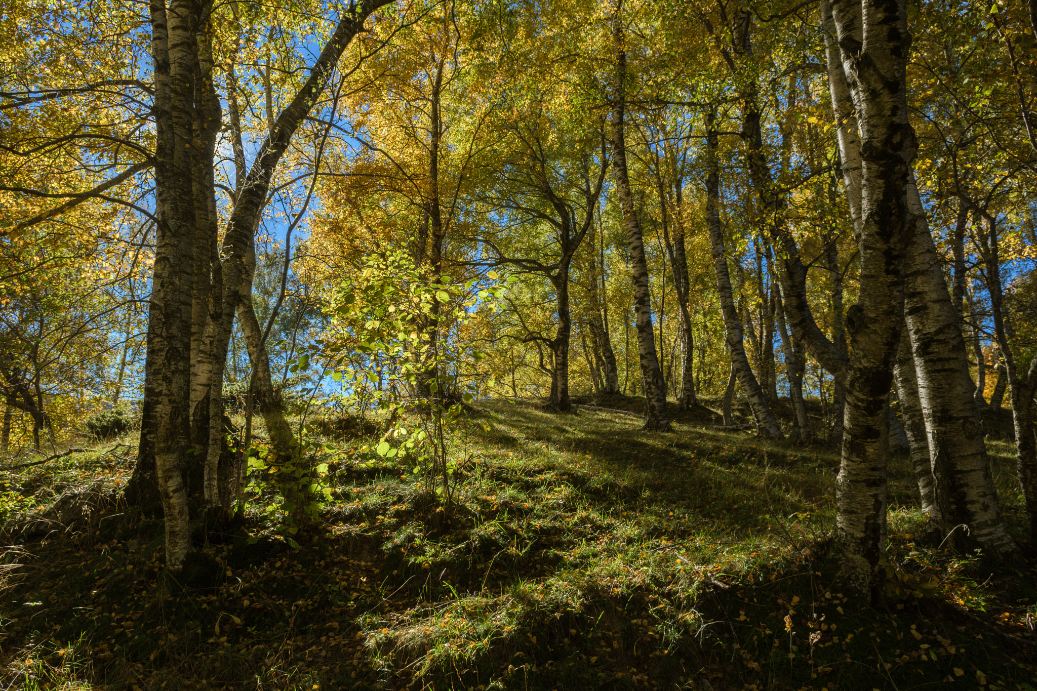 Nikon D500 sample photo. Bewitched forest photography