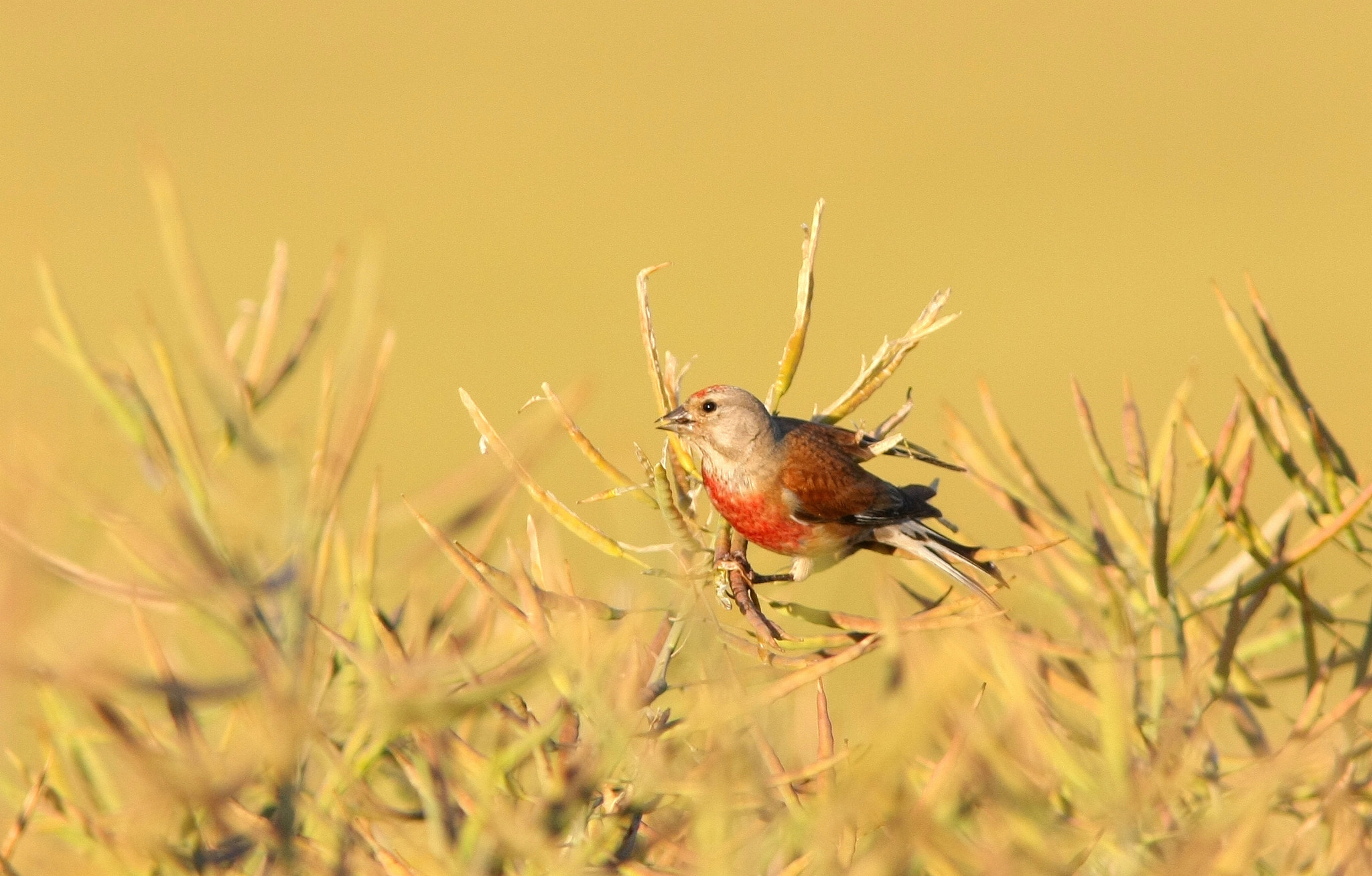 Canon EOS 40D + Canon EF 300mm F4L IS USM sample photo. Common linnet.... photography