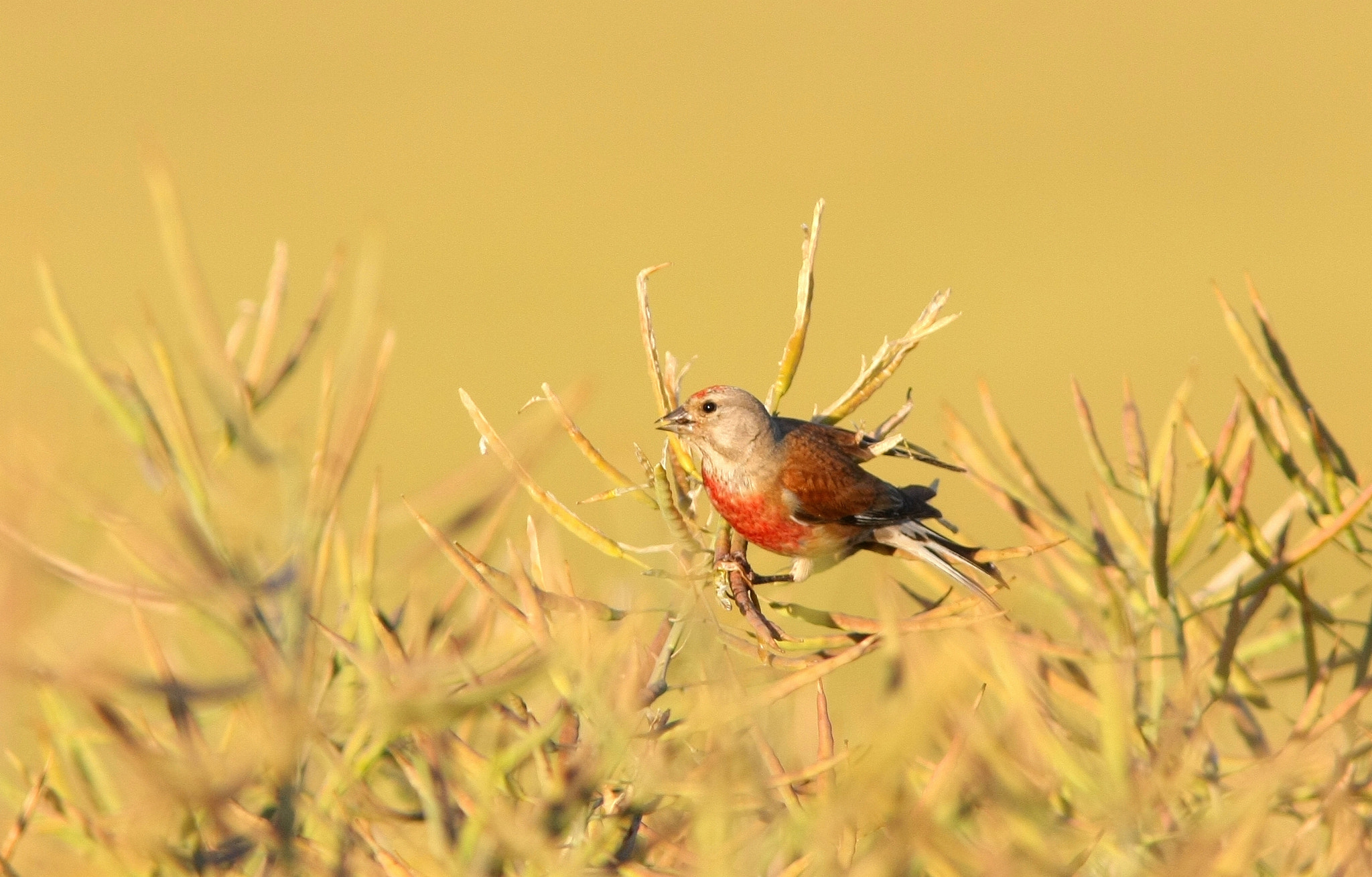 Canon EOS 40D sample photo. Common linnet.... photography