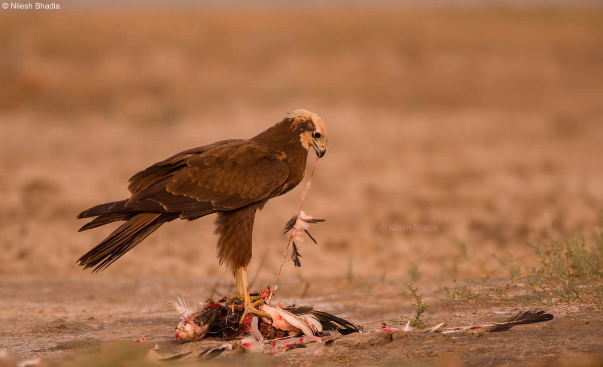 Nikon AF-S Nikkor 200-500mm F5.6E ED VR sample photo. Western marsh-harrier photography