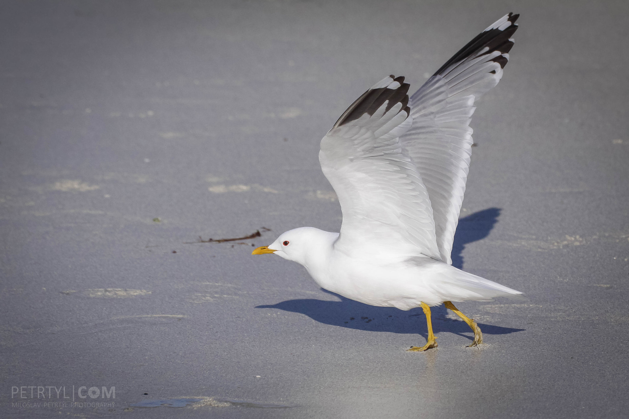 Canon EF 180mm F3.5L Macro USM sample photo. Seagull at norwegian coast photography