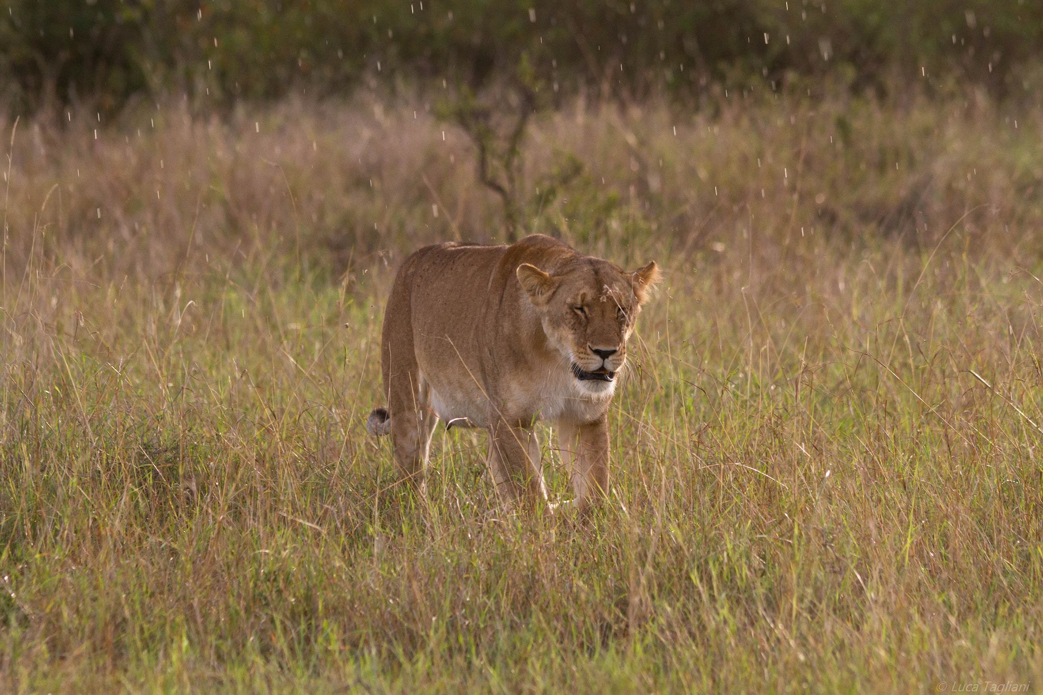 Canon EOS 7D + Canon EF 300mm F4L IS USM sample photo. Rainy trip photography
