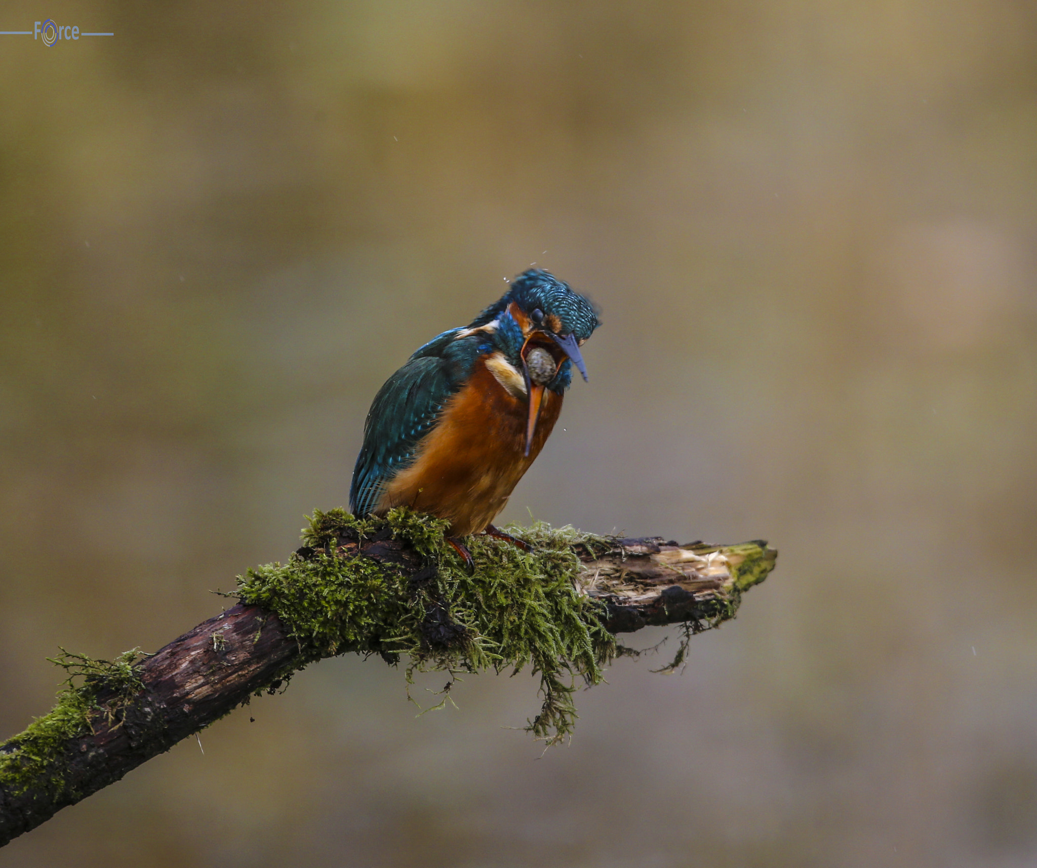 Canon EF 500mm F4L IS USM sample photo. Kingfisher photography