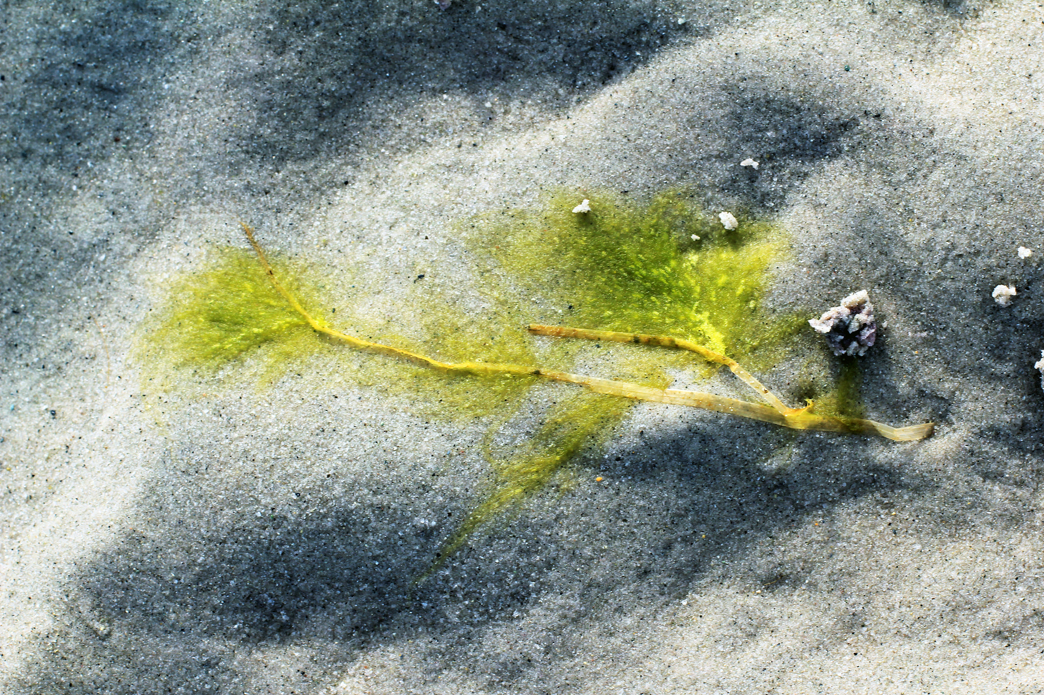 Canon EOS 550D (EOS Rebel T2i / EOS Kiss X4) sample photo. Natural painting on beach sand  photography