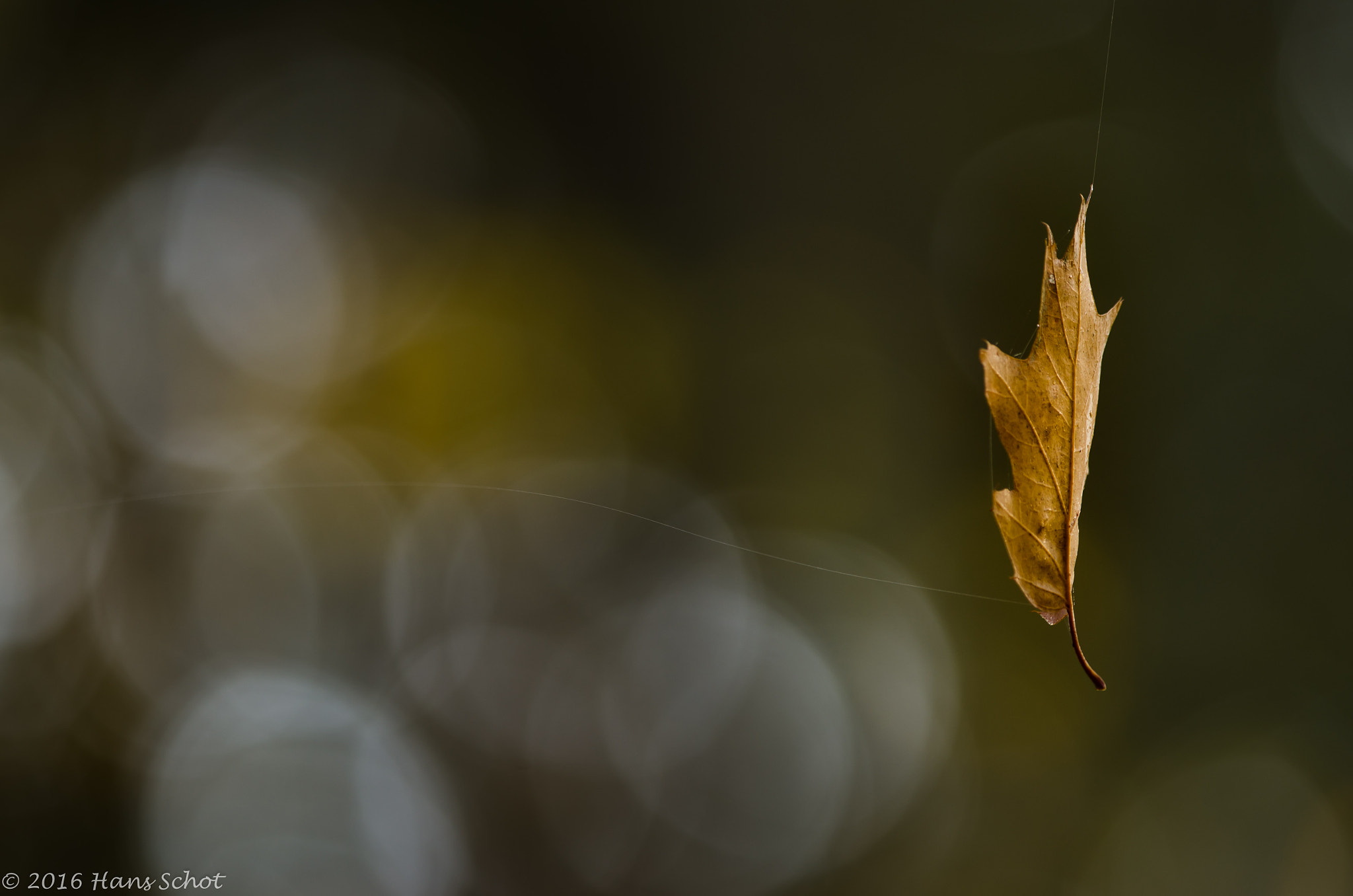 Nikon D7000 sample photo. Juggling with bokeh  bubbles and a leaf photography