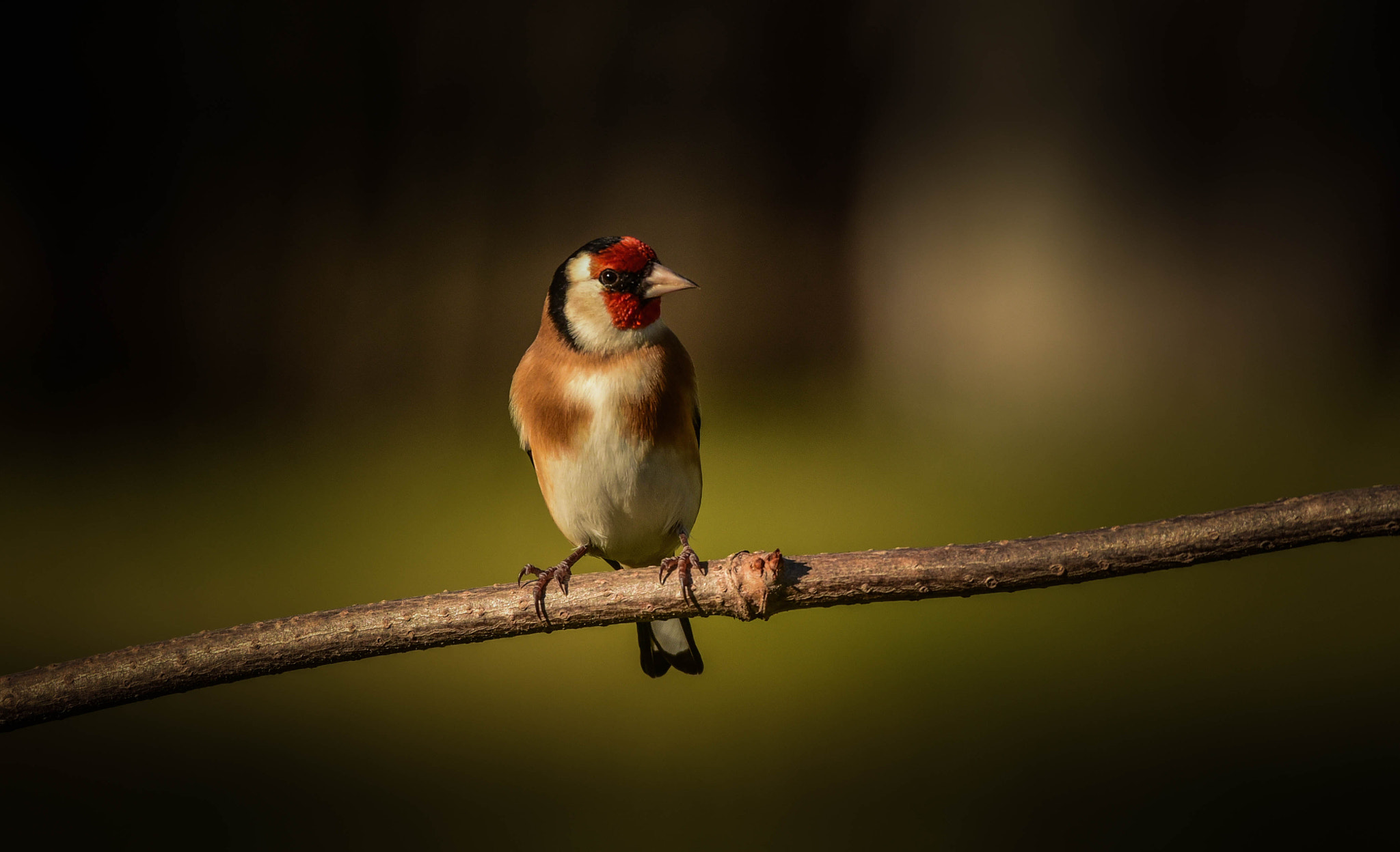 Sigma 120-400mm F4.5-5.6 DG OS HSM sample photo. Goldfinch photography