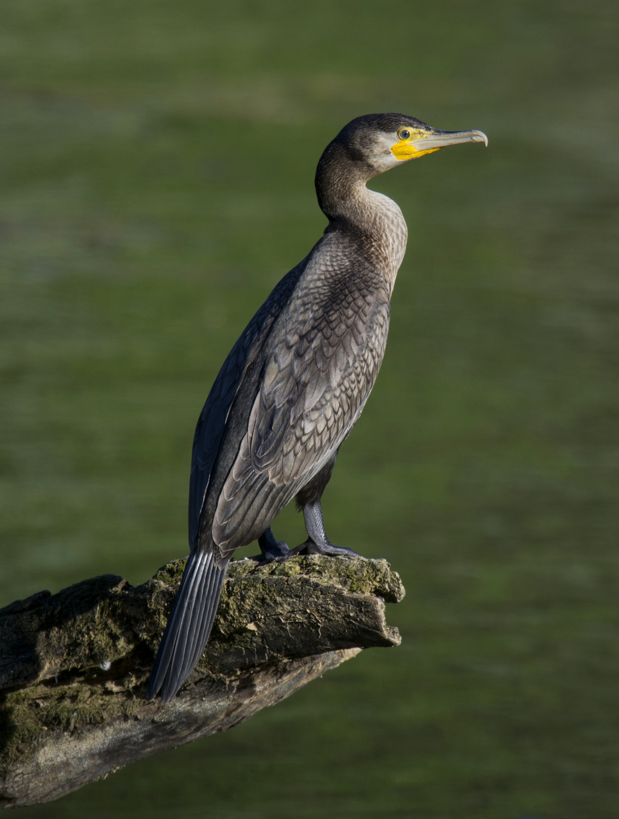 Nikon Nikkor AF-S 300mm F4E PF ED VR sample photo. Cormorant enjoying the sun photography
