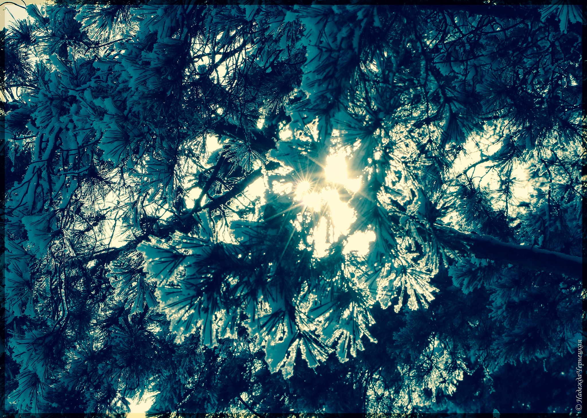 Canon EF 100mm F2.8L Macro IS USM sample photo. Солнечные зайчики. sunbeams entangled in a pine tree photography