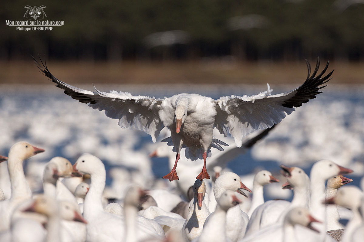 Canon EOS-1D X + Canon EF 500mm F4L IS USM sample photo. Snow goose !! photography