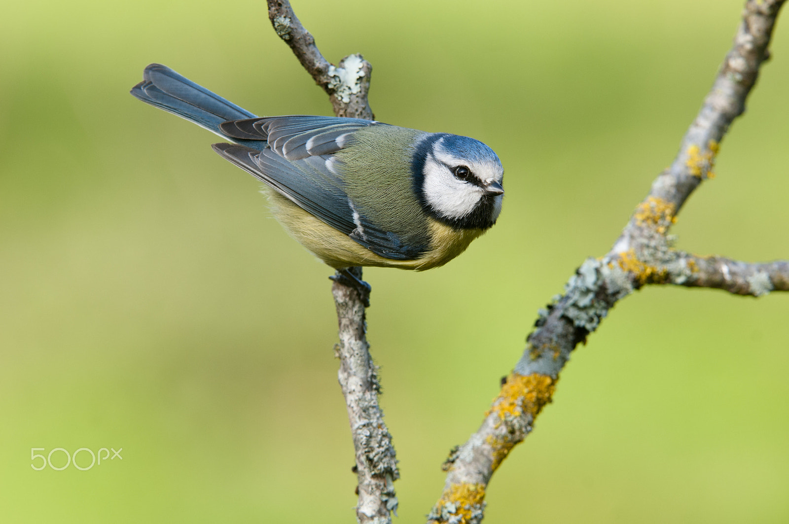 Nikon AF-S Nikkor 200-400mm F4G ED-IF VR sample photo. Cyanistes caeruleus photography