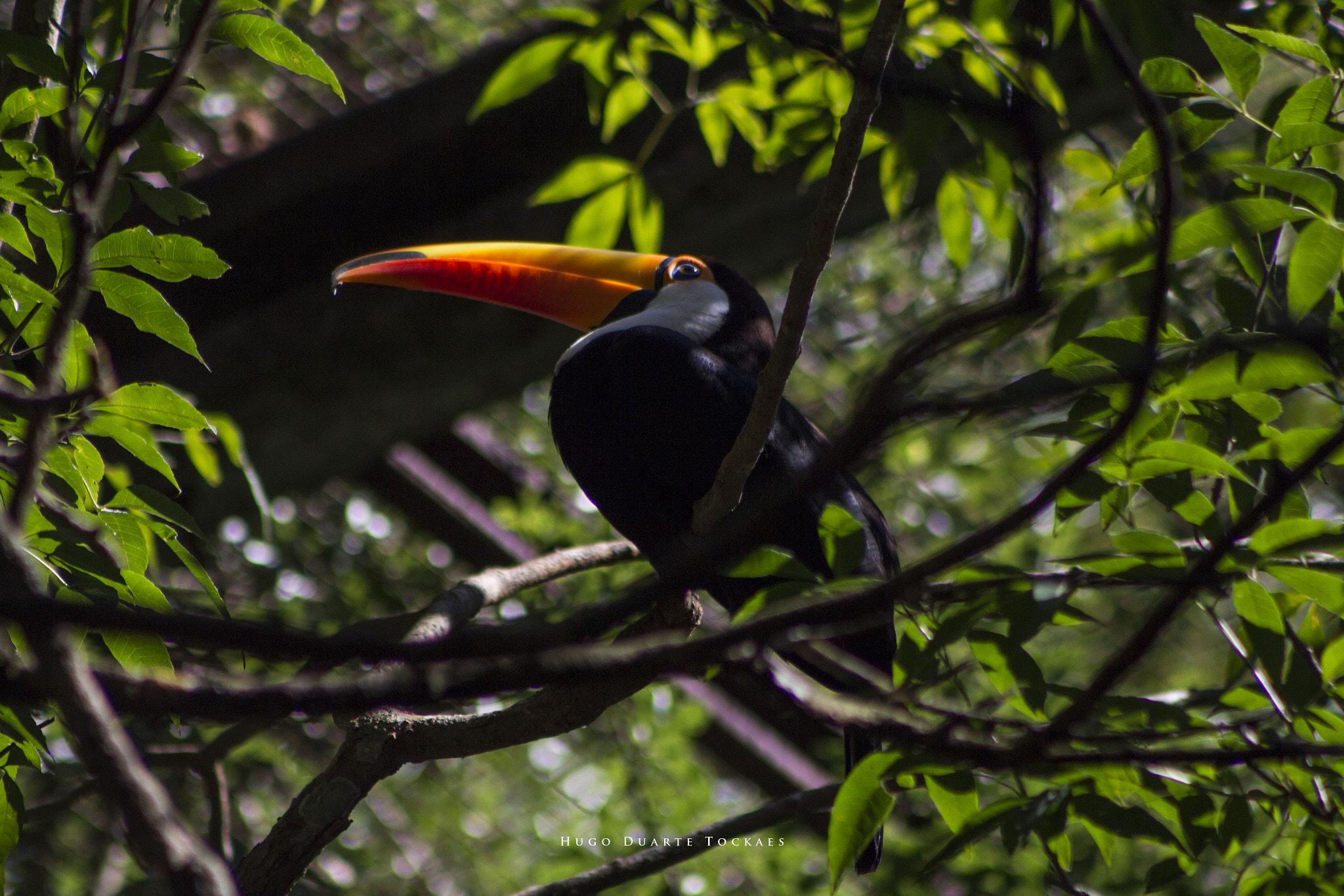 Canon EOS 650D (EOS Rebel T4i / EOS Kiss X6i) + EF75-300mm f/4-5.6 sample photo. Tucano photography