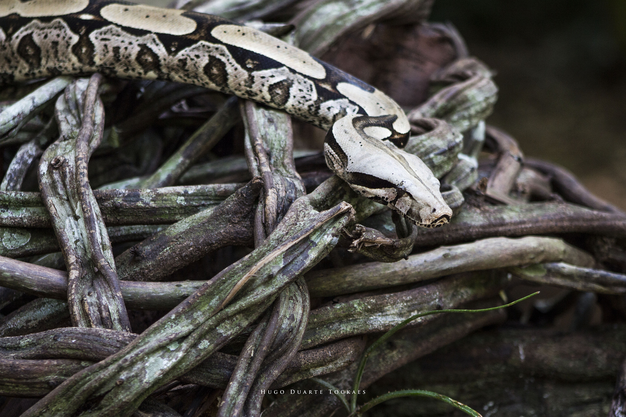 Canon EOS 650D (EOS Rebel T4i / EOS Kiss X6i) + EF75-300mm f/4-5.6 sample photo. Snake photography