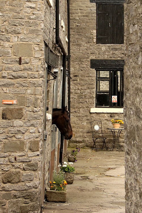 Canon EF-S 18-135mm F3.5-5.6 IS sample photo. The horses head photography