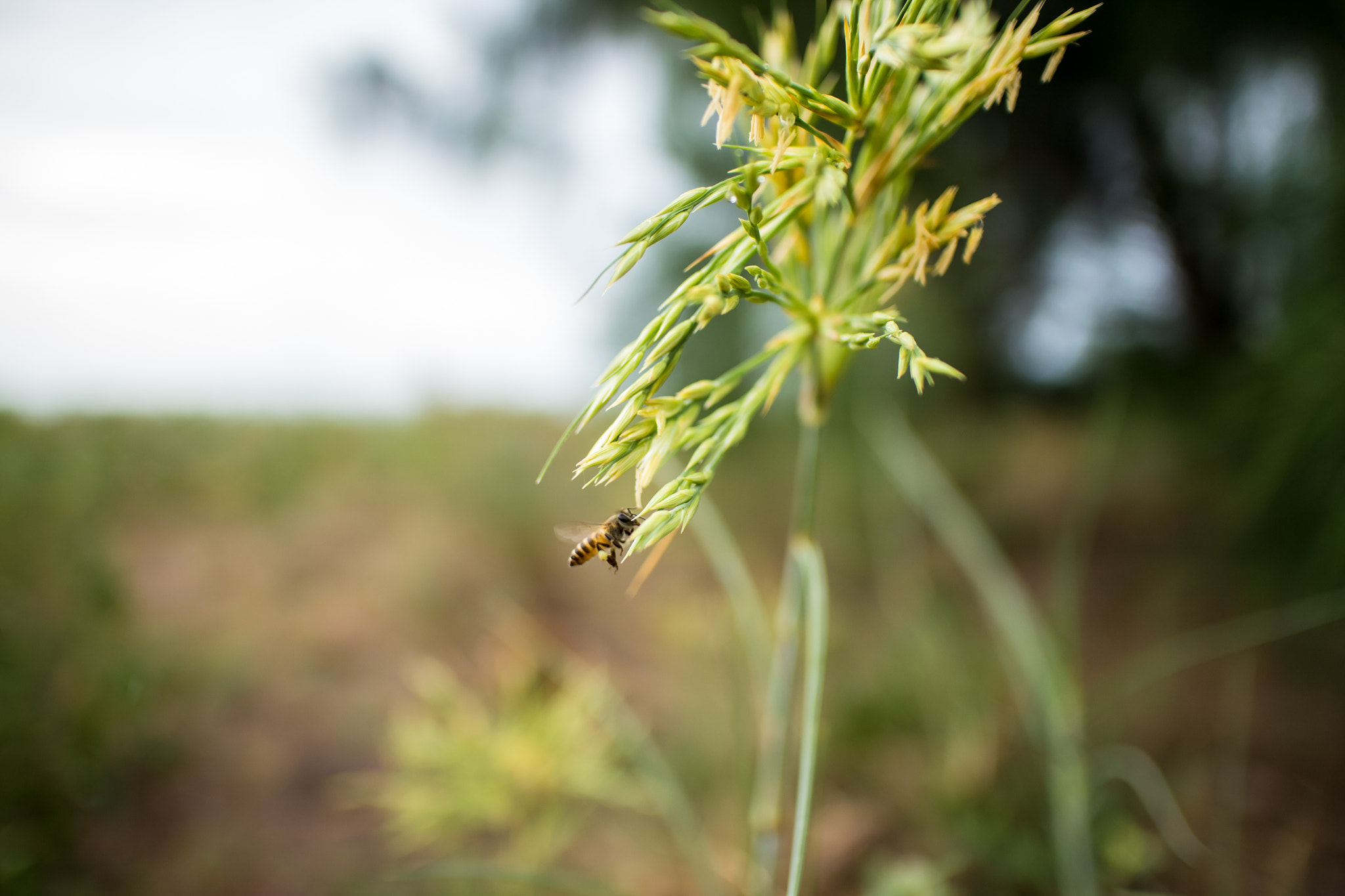 Canon EF-M 22mm F2 STM sample photo. Bee photography
