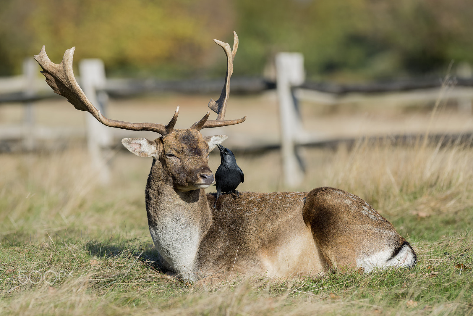 Nikon AF-S Nikkor 300mm F2.8G ED VR II sample photo. Fallow deer with friend photography