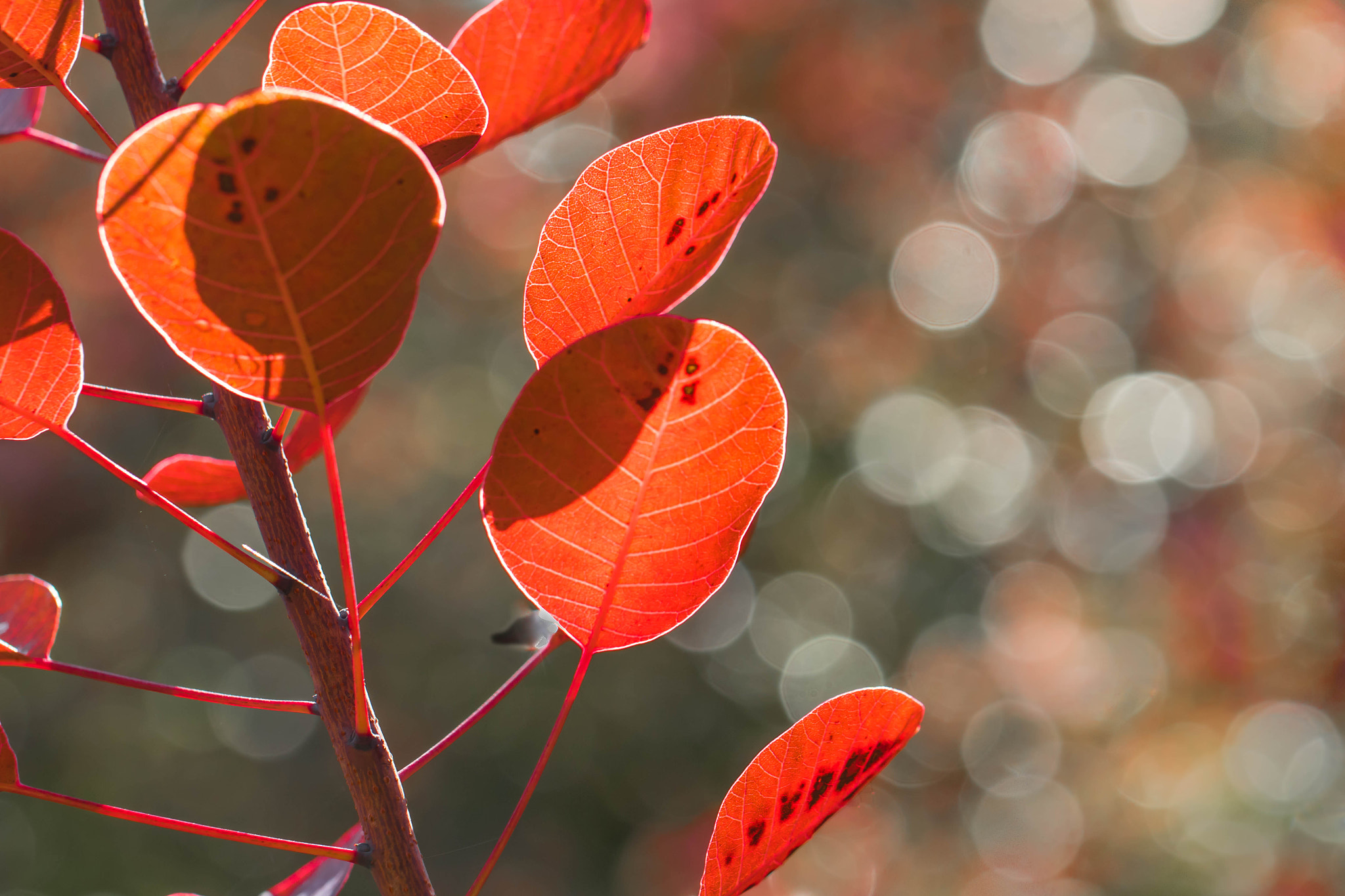 Canon EOS 760D (EOS Rebel T6s / EOS 8000D) sample photo. An autumn morning photography