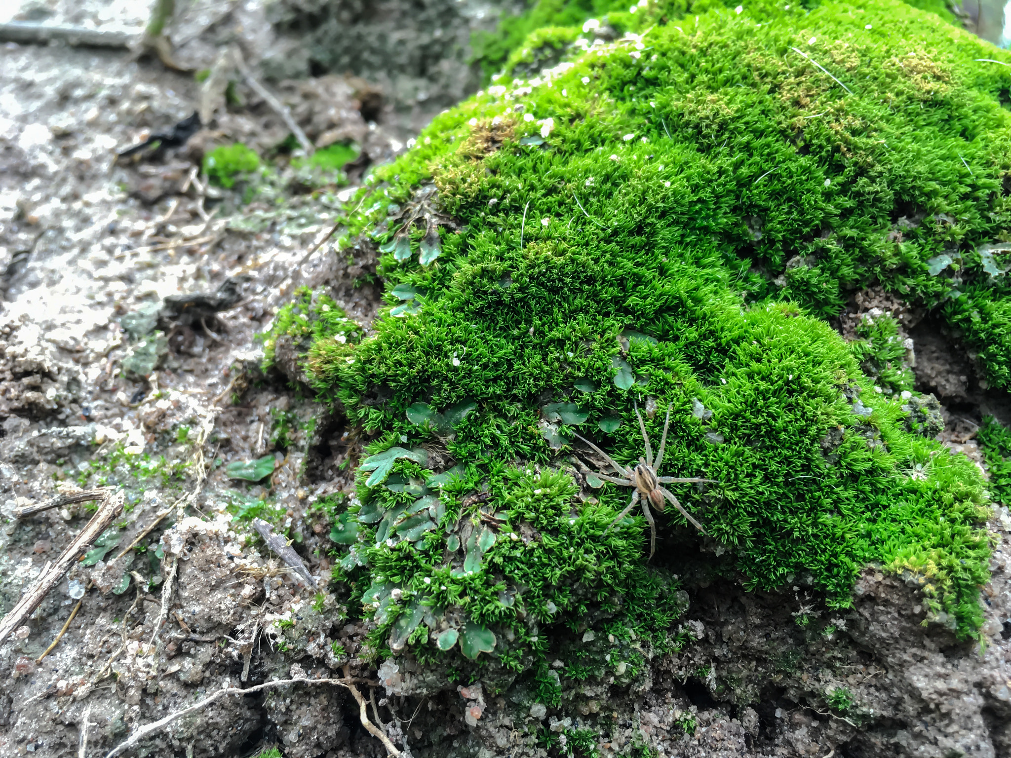 Apple iPhone8,2 sample photo. Spider photography