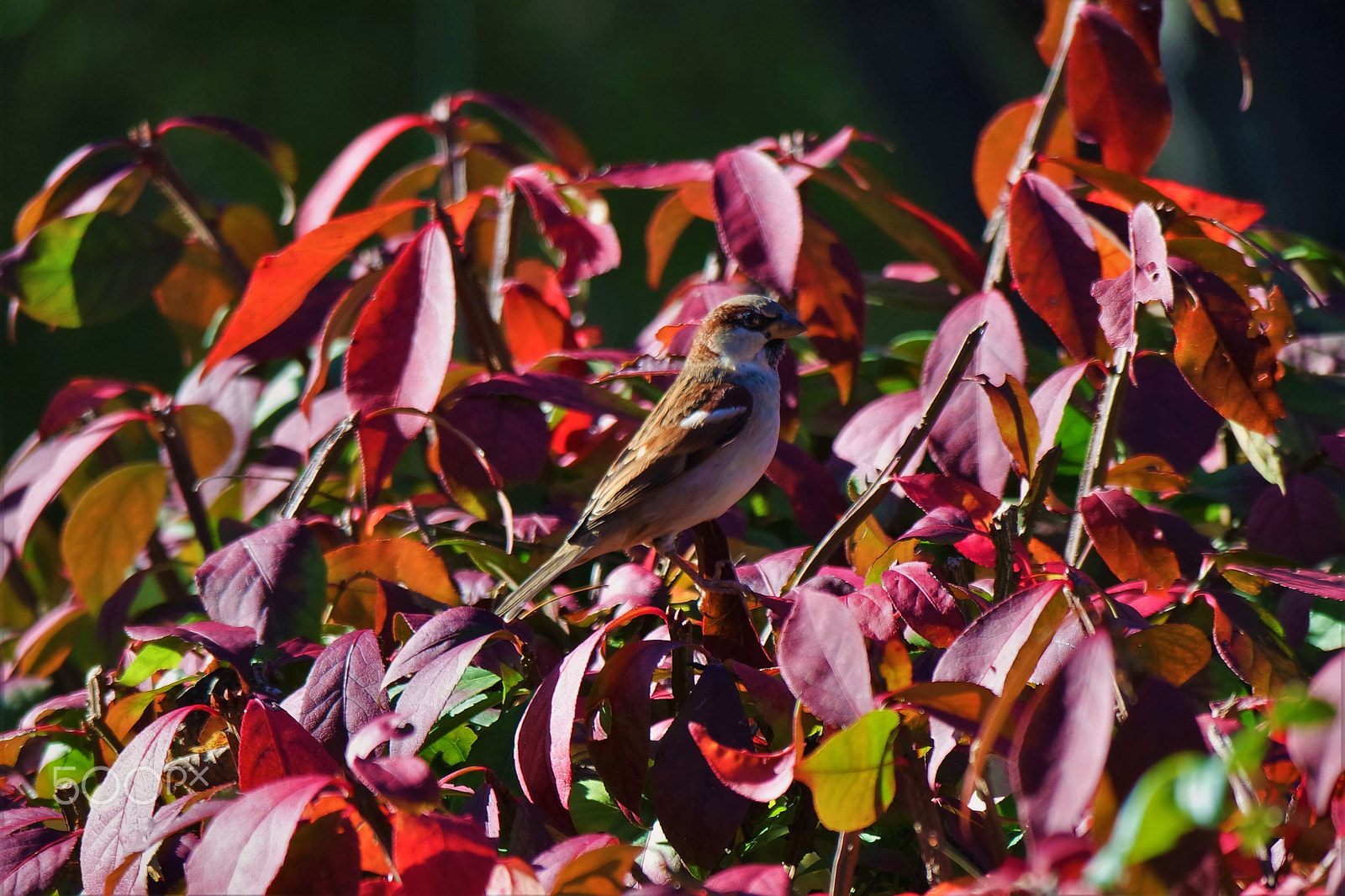 Samsung NX3300 sample photo. Can you see me. photography