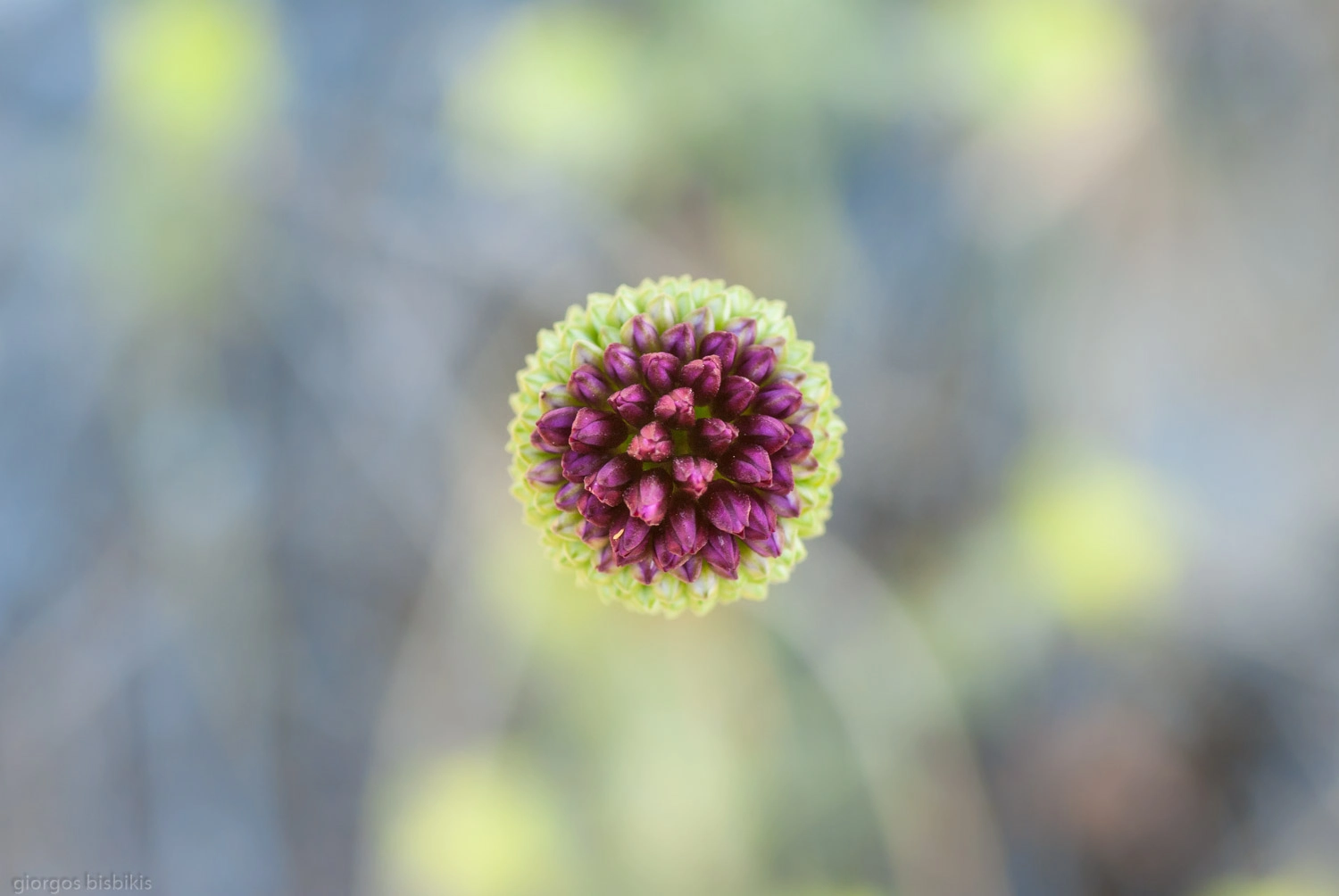 Tamron SP AF 90mm F2.8 Di Macro sample photo. Wild onion photography