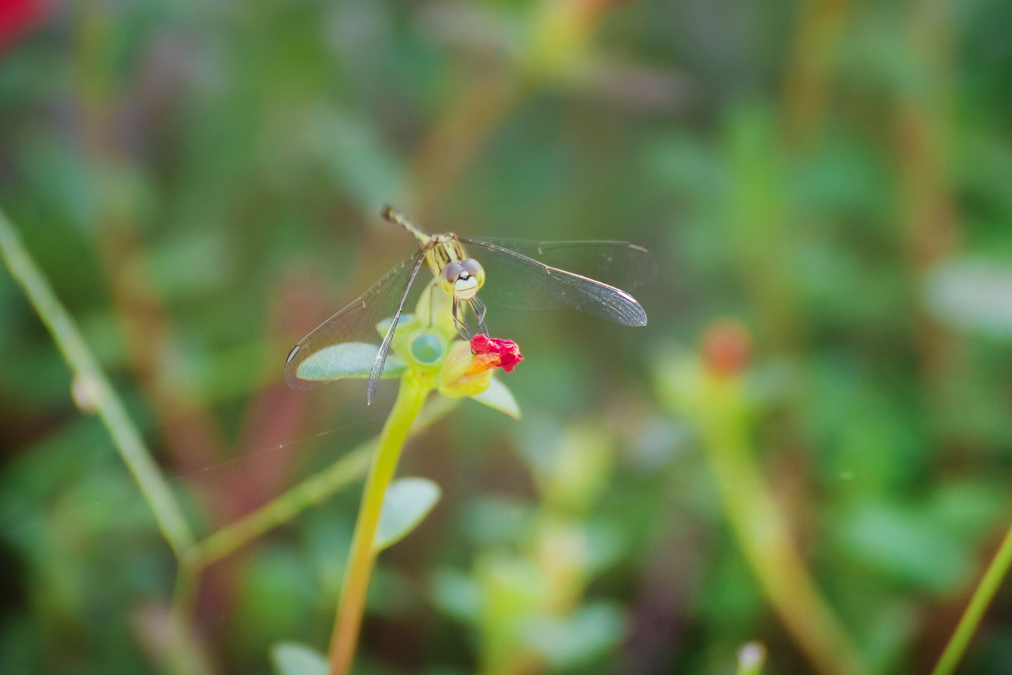 Nikon D600 + Tamron SP 70-300mm F4-5.6 Di VC USD sample photo. Dragonfly and flower photography