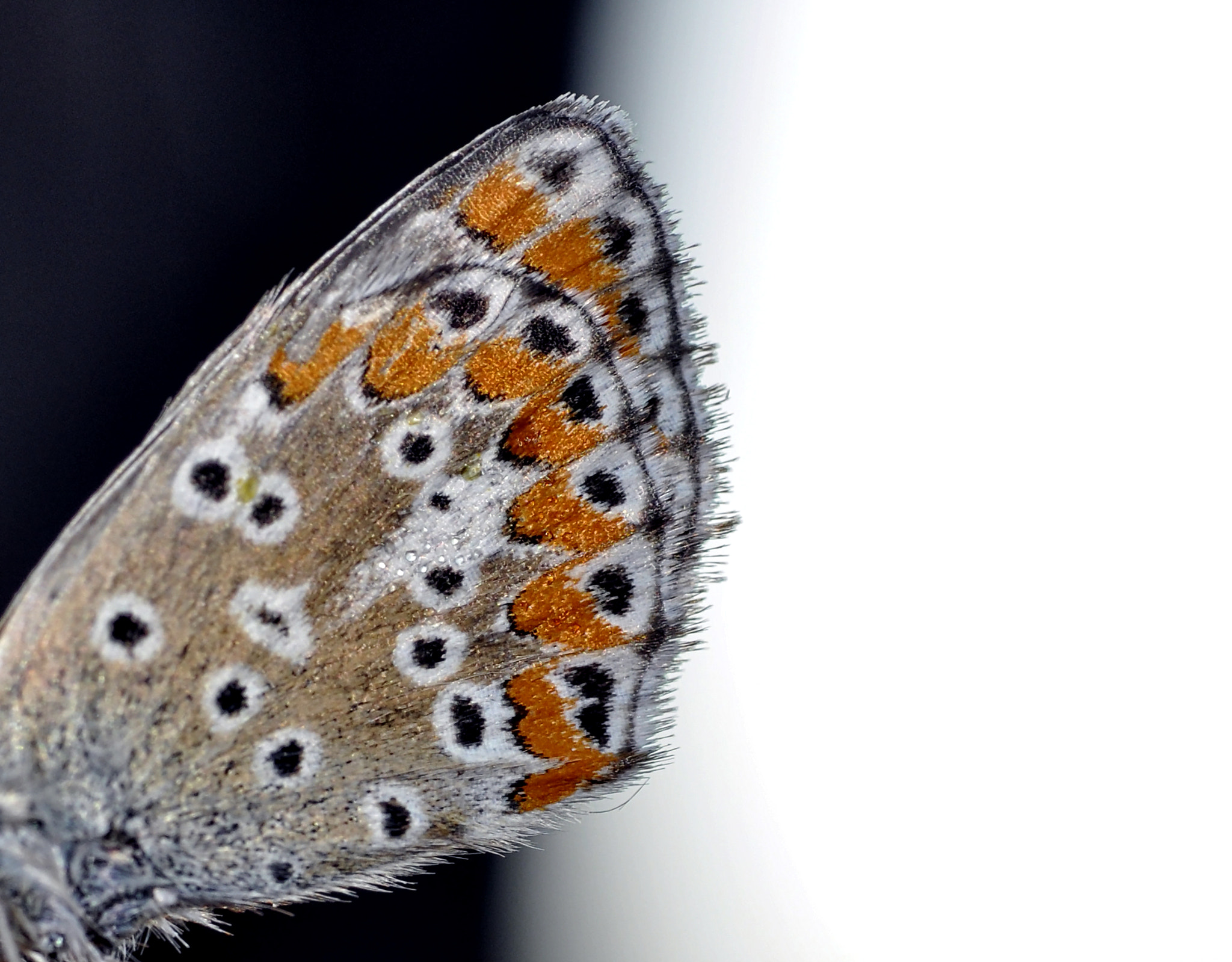 Nikon D5000 sample photo. Only butterfly wings photography