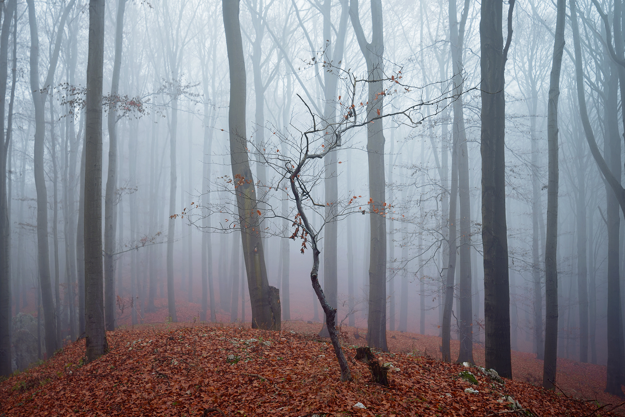 Tamron SP 15-30mm F2.8 Di VC USD sample photo. Foggy autumn morning photography