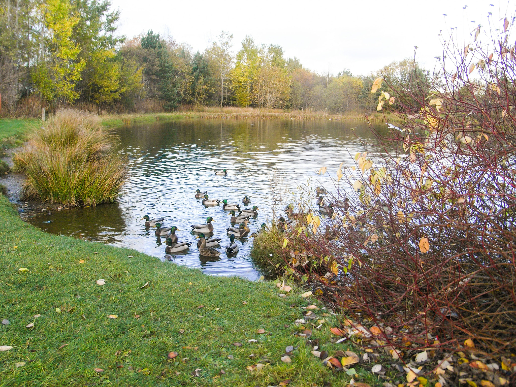 Ricoh Caplio R6 sample photo. Duck pond in autumn photography