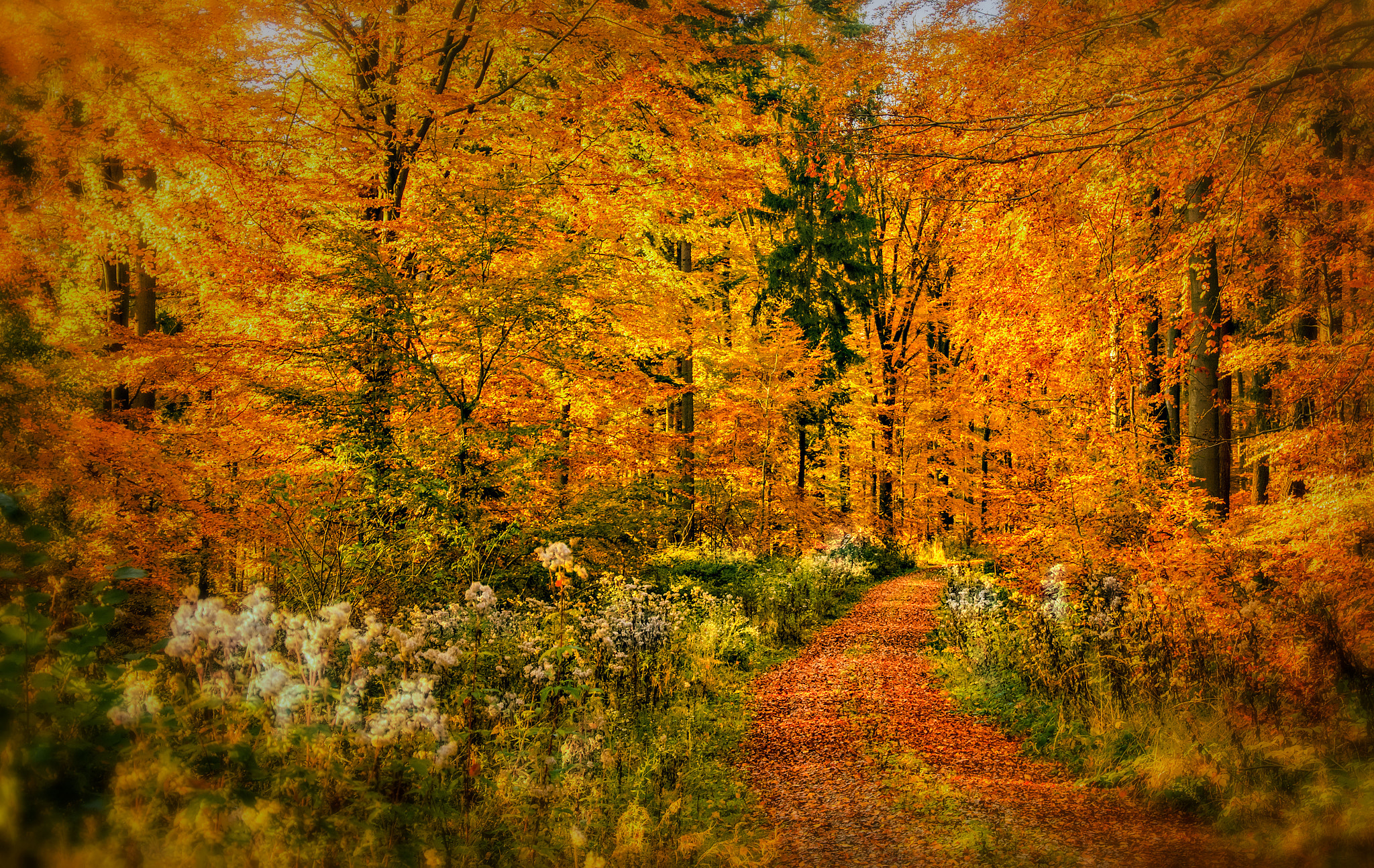 Nikon D500 sample photo. Fall in bavaria photography