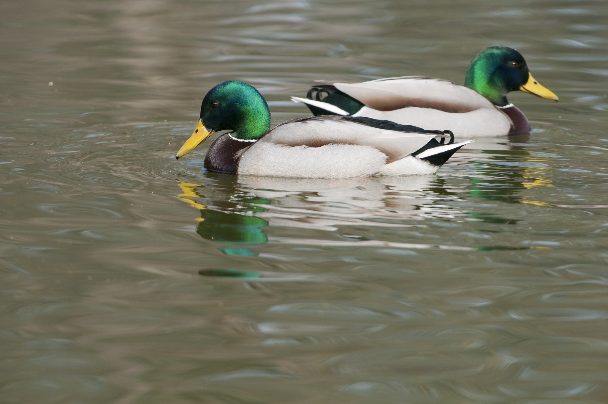 Nikon D300S + Nikon AF-S Nikkor 200-400mm F4G ED-IF VR sample photo. Anas platyrhynchos photography