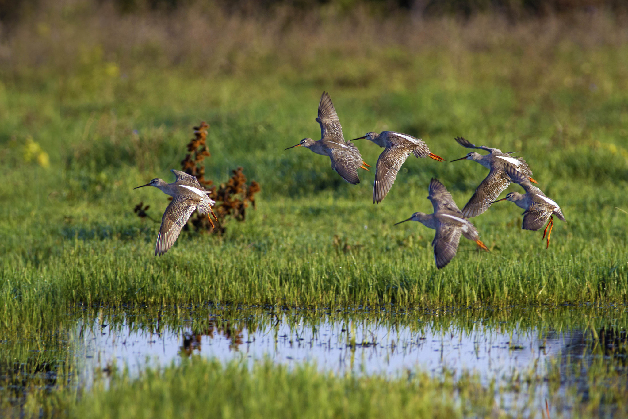 Canon EOS 7D + Canon EF 300mm f/2.8L + 1.4x sample photo. Spotted redshanks photography