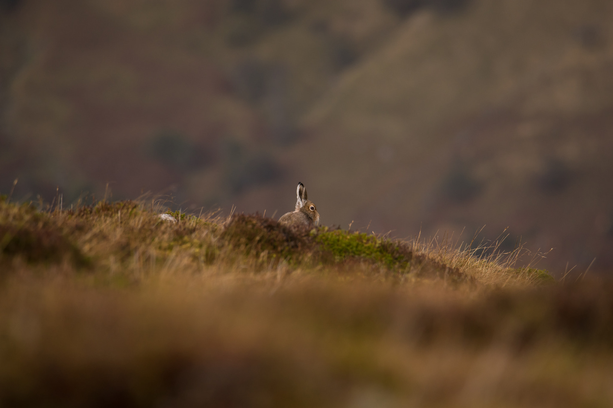 Sony a7 II + Canon EF 100-400mm F4.5-5.6L IS II USM sample photo. Mountain hare photography