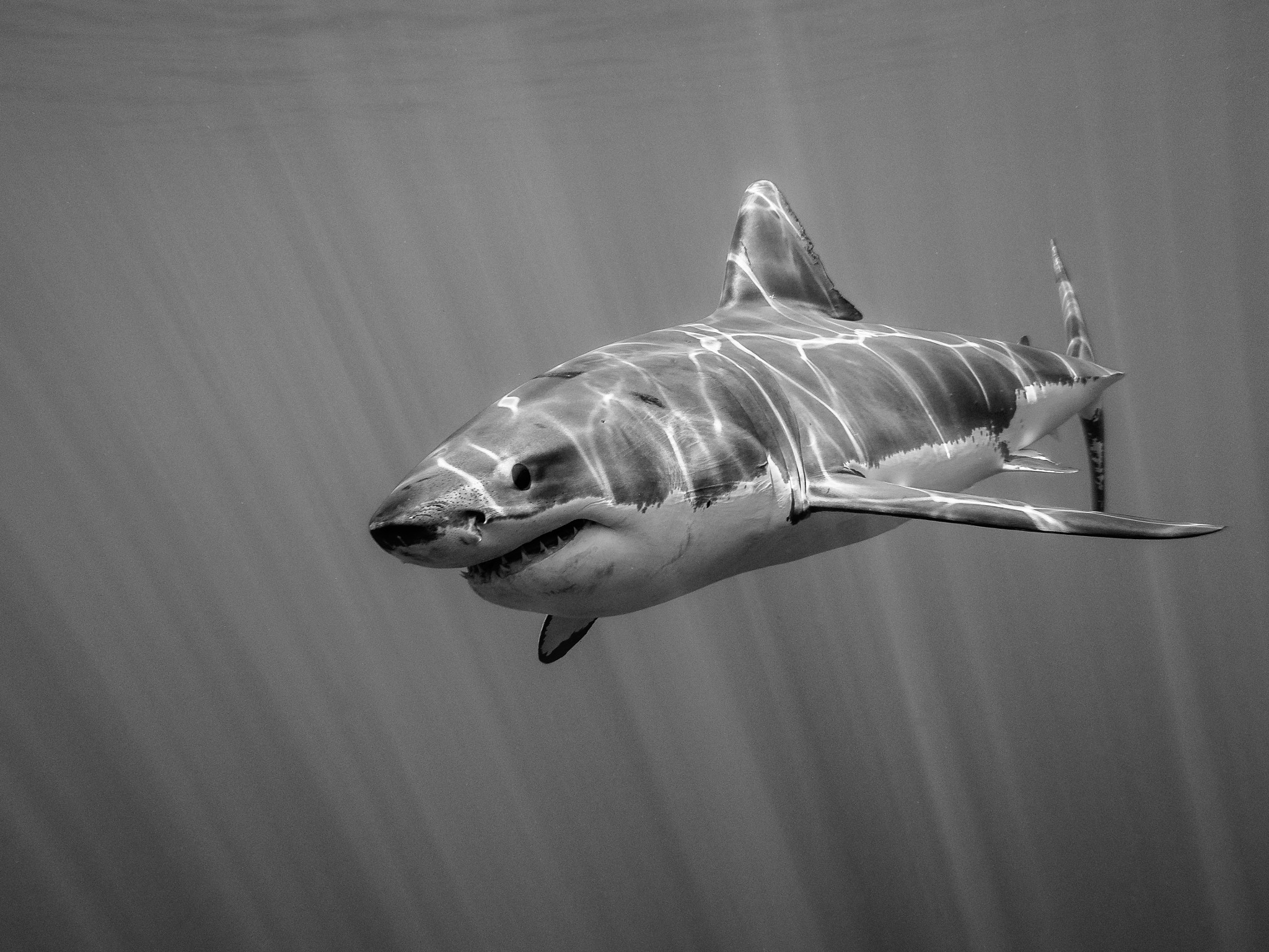 Olympus M.Zuiko Digital 14-42mm F3.5-5.6 II R sample photo. Great white shark swimming in the pacific ocean under sun rays photography