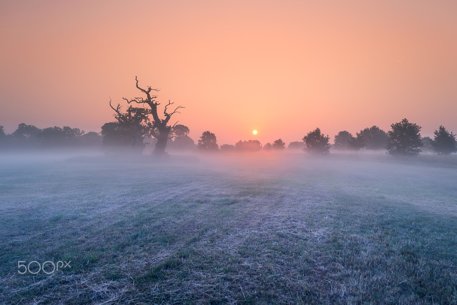 Nikon D800 + Nikon AF-S Nikkor 24mm F1.4G ED sample photo. Sunrise on the meadow photography