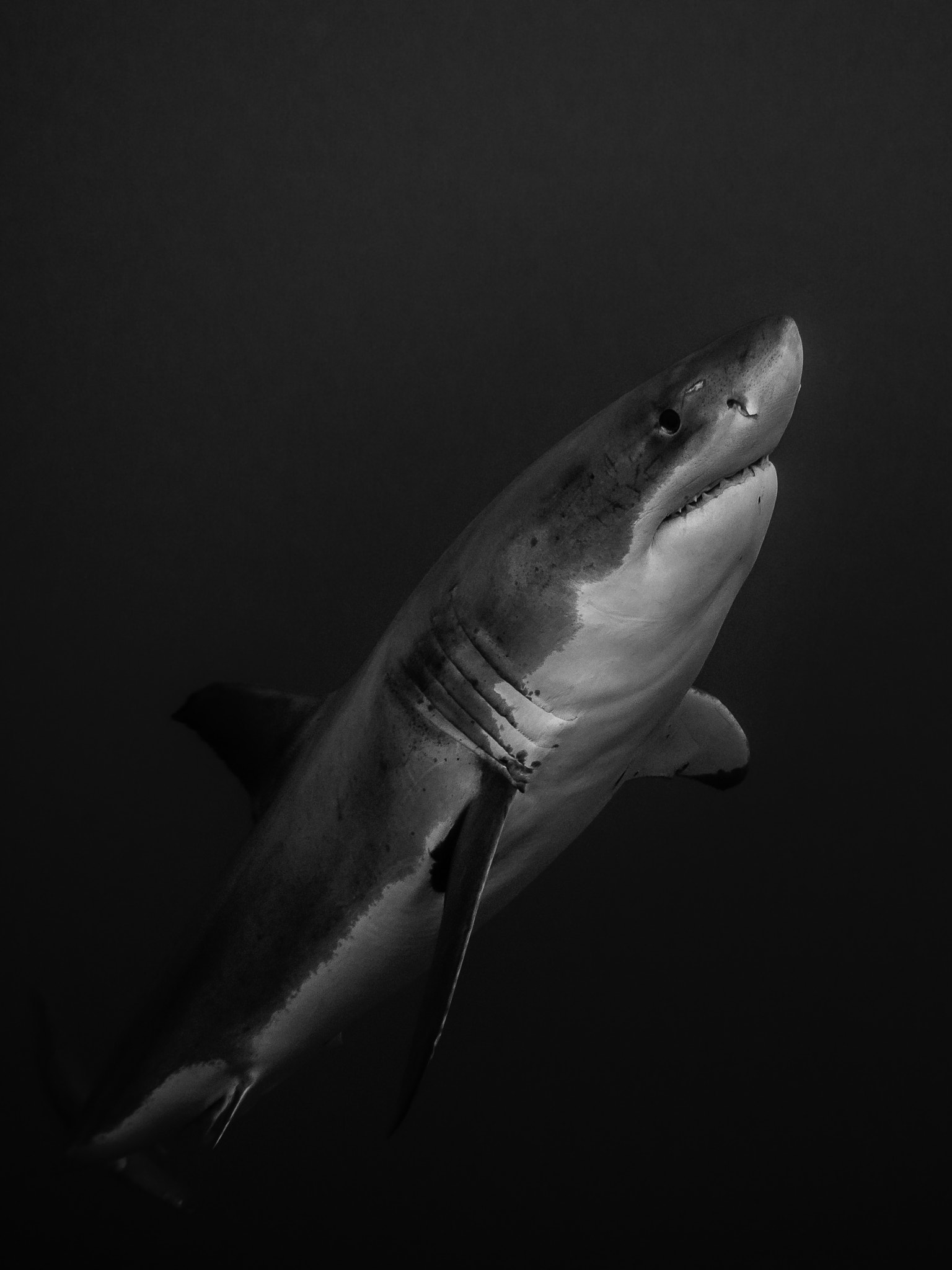 Olympus M.Zuiko Digital 14-42mm F3.5-5.6 II R sample photo. Great white shark emerging from the depths in the pacific ocean photography