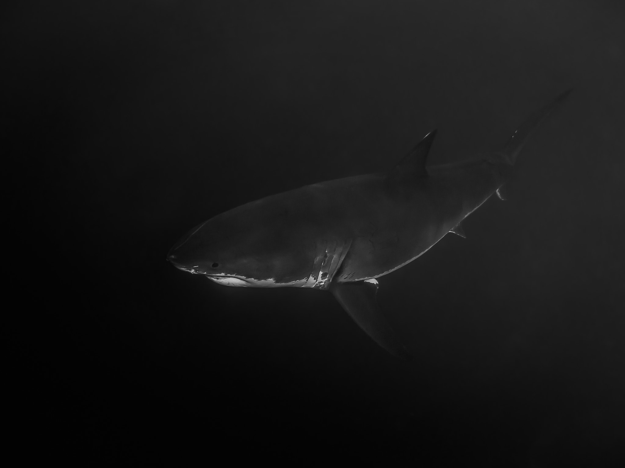 Olympus PEN E-PL5 sample photo. Great white shark swimming in the darkness photography
