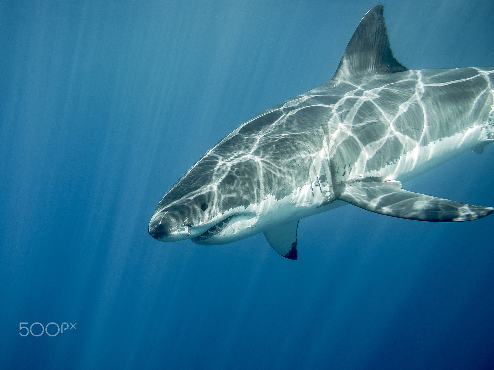 Olympus PEN E-PL5 sample photo. Great white shark under sun rays in the blue ocean photography
