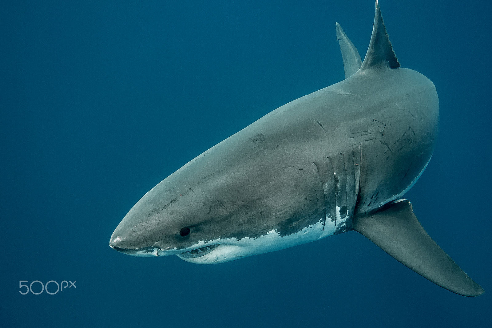 Olympus PEN E-PL5 sample photo. Great white shark in the deep ocean photography