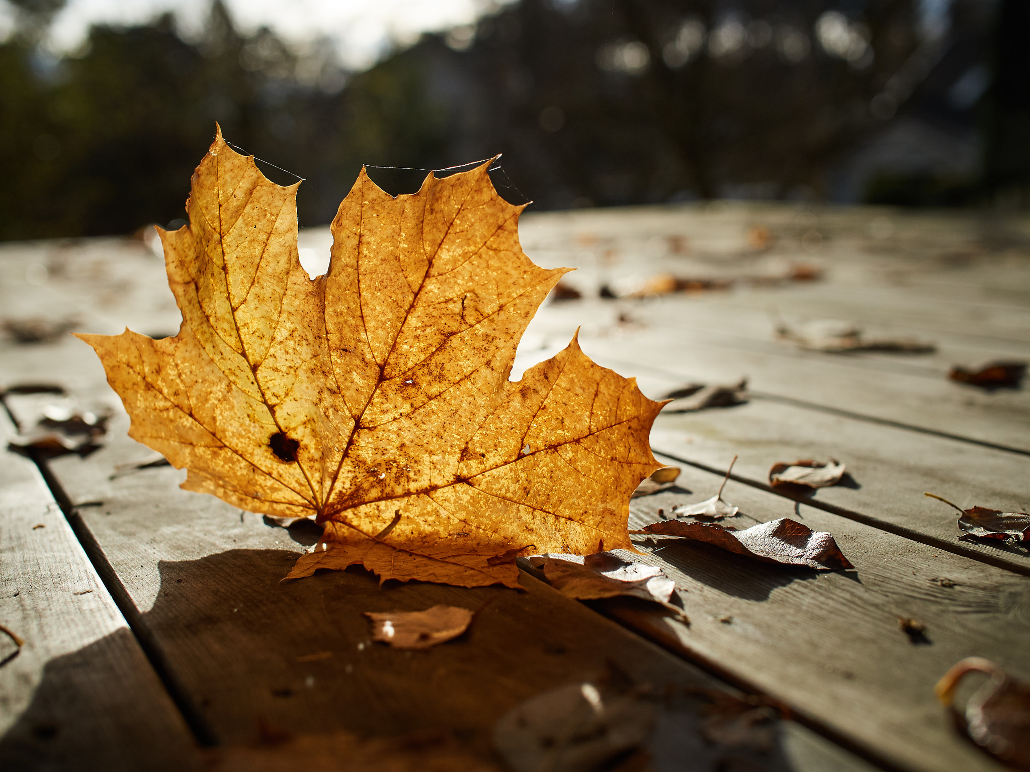 Olympus OM-D E-M5 II + OLYMPUS M.25mm F1.2 sample photo. Autumn becomes winter photography