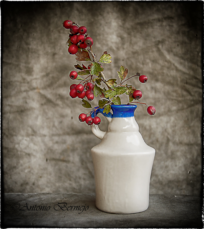 Sigma 18-200mm F3.5-6.3 DC OS HSM sample photo. Frutos de otoño photography