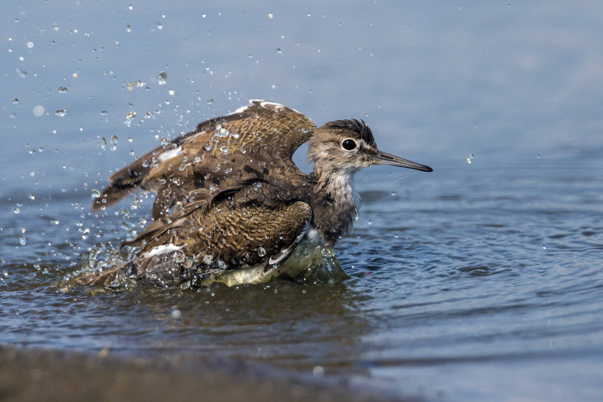 Canon EOS 70D + Canon EF 300mm F2.8L IS II USM sample photo. Sandpiper photography
